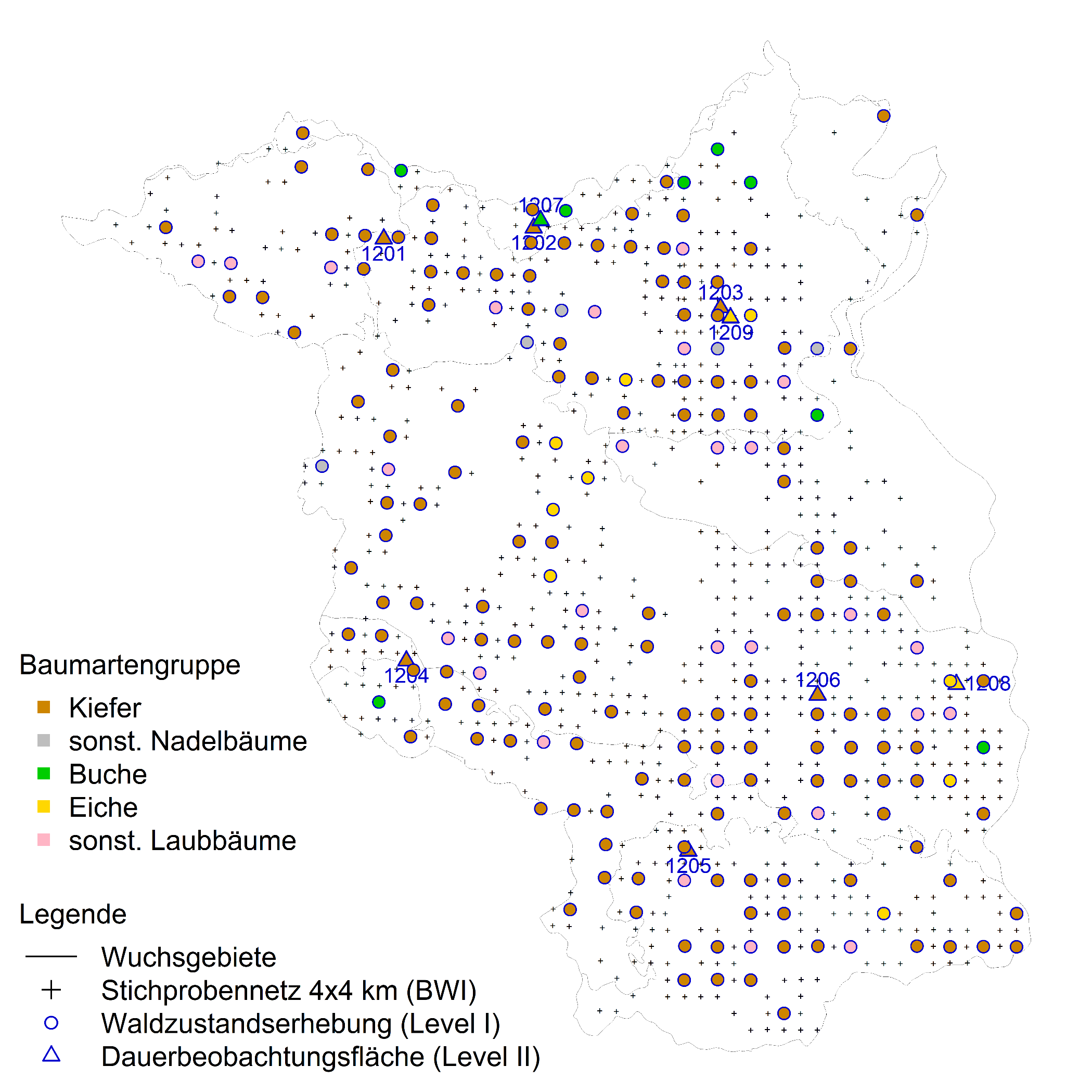 Waldzustandserhebung in Brandenburg